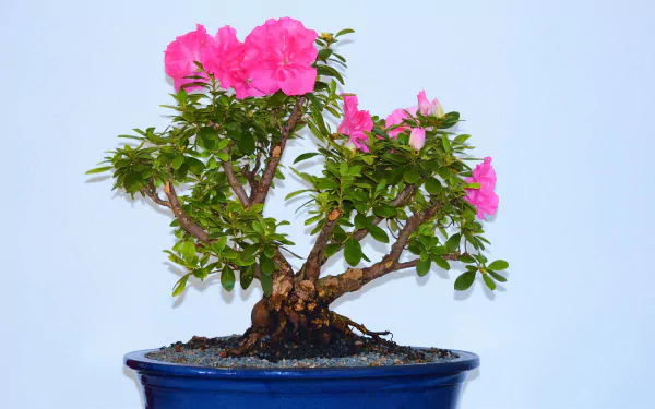 HD desktop wallpaper of a bonsai tree in a blue pot, featuring vibrant pink flowers and lush green leaves against a plain light background.