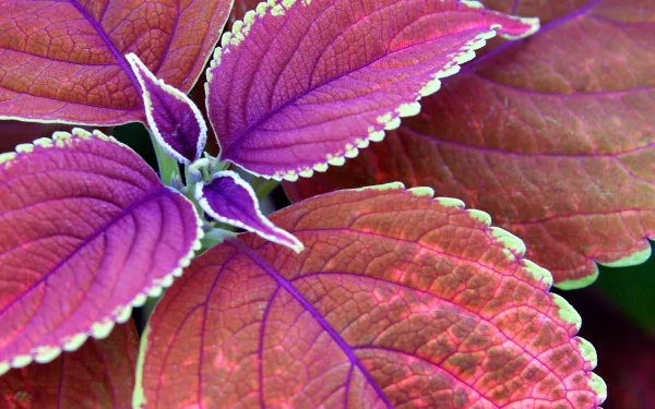 Vibrant purple and red coleus leaves with green-edged patterns captured in HD, showcasing detailed textures of nature for a vivid PC desktop wallpaper and background.