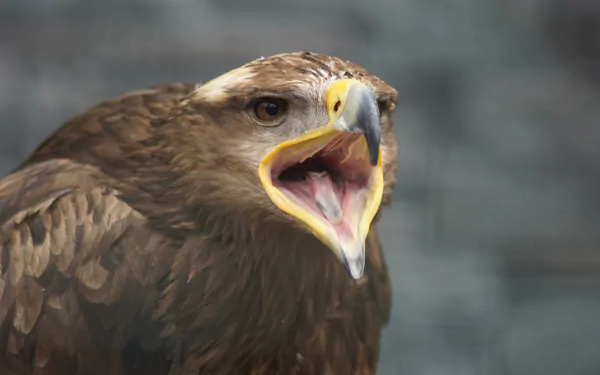 Close-up of a calling golden eagle with open beak, rich brown plumage and bright yellow beak — 5K Ultra HD PC desktop wallpaper and background.