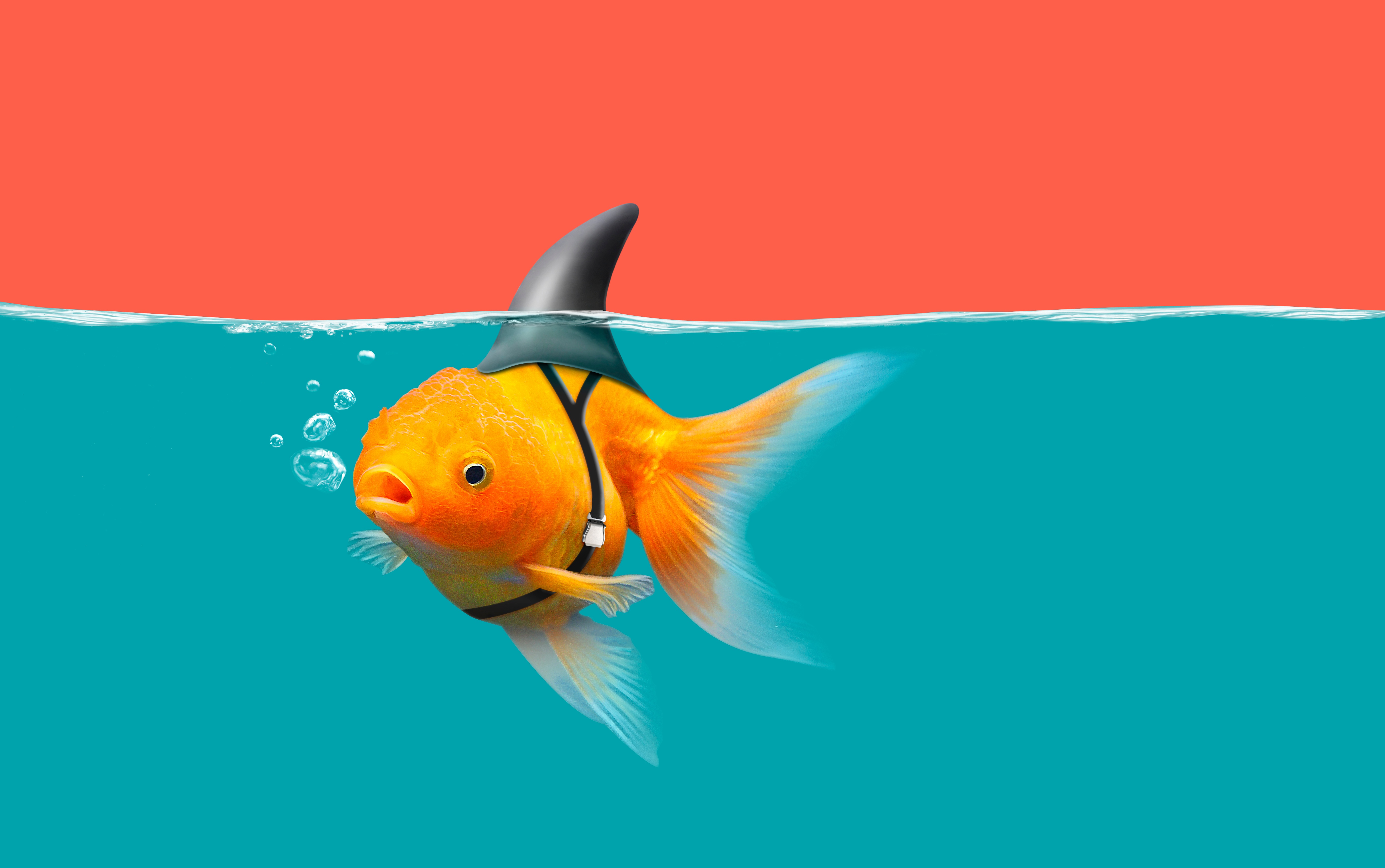 Humor Fish HD Wallpaper | Background Image