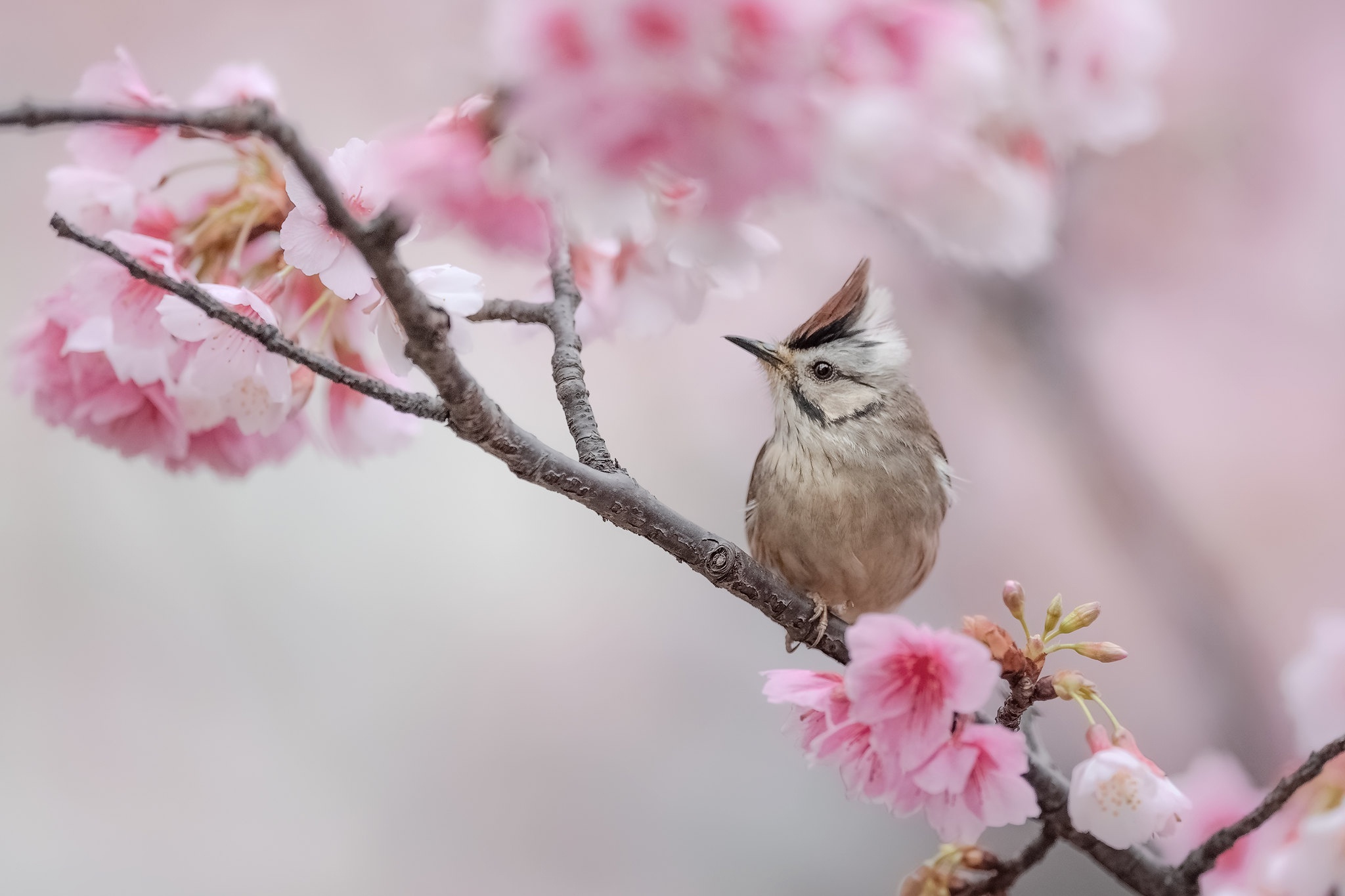 Download Blossom Bird Animal Nightingale HD Wallpaper