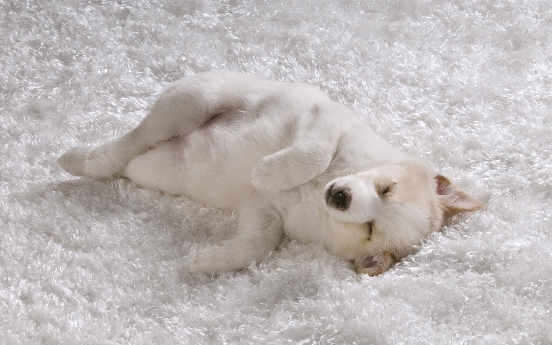 White cute puppy on a HD desktop wallpaper