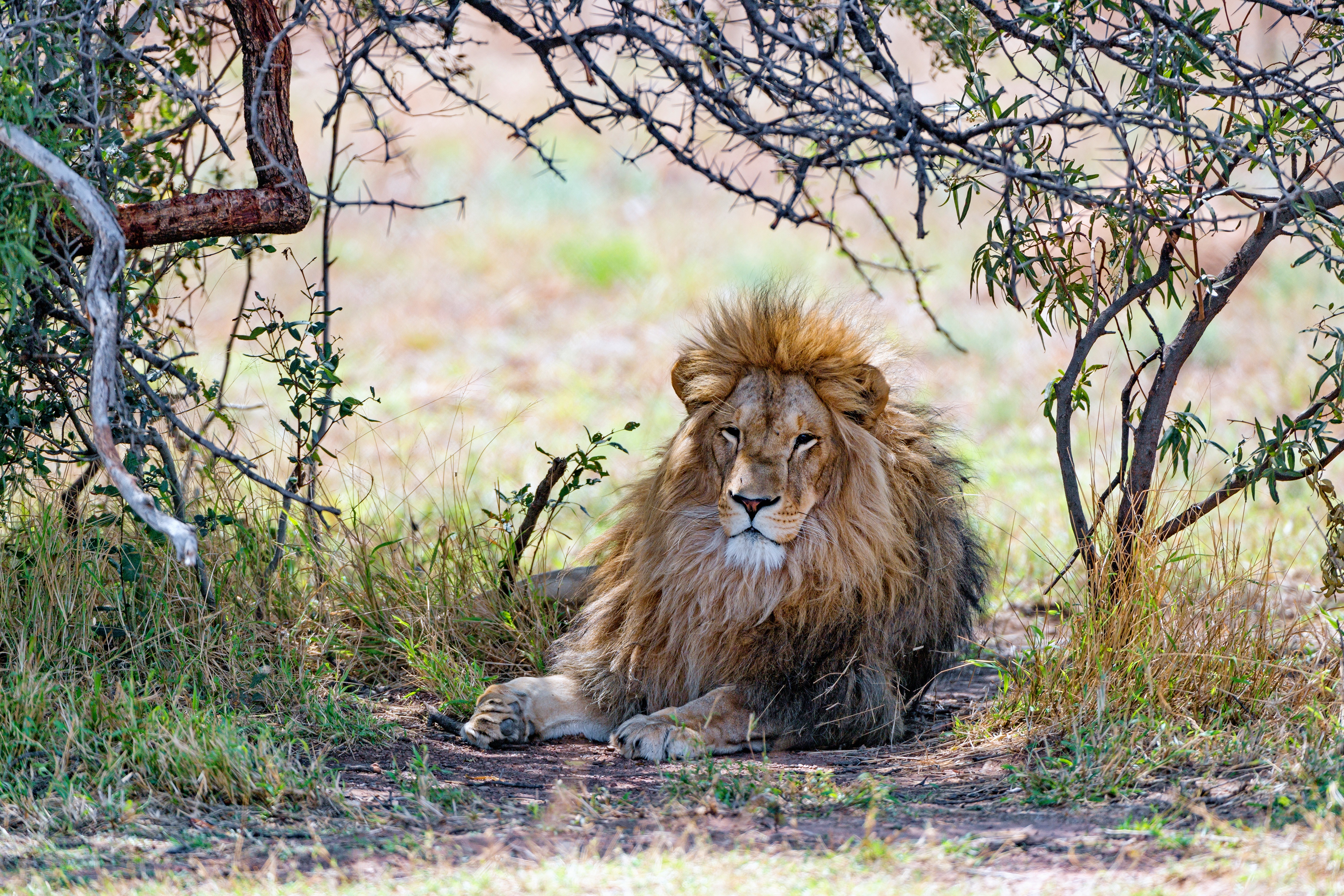Сколько живут львы в дикой. Львы в саванне. Лев фото. Львица. Лев лежит в траве.