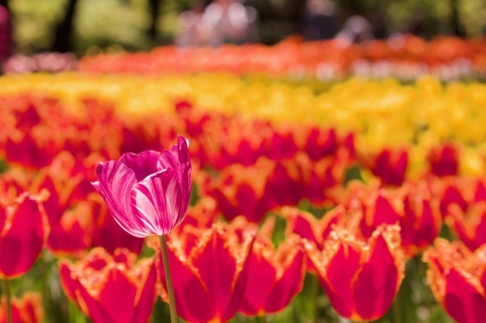 Download Depth Of Field Flower Nature Tulip HD Wallpaper