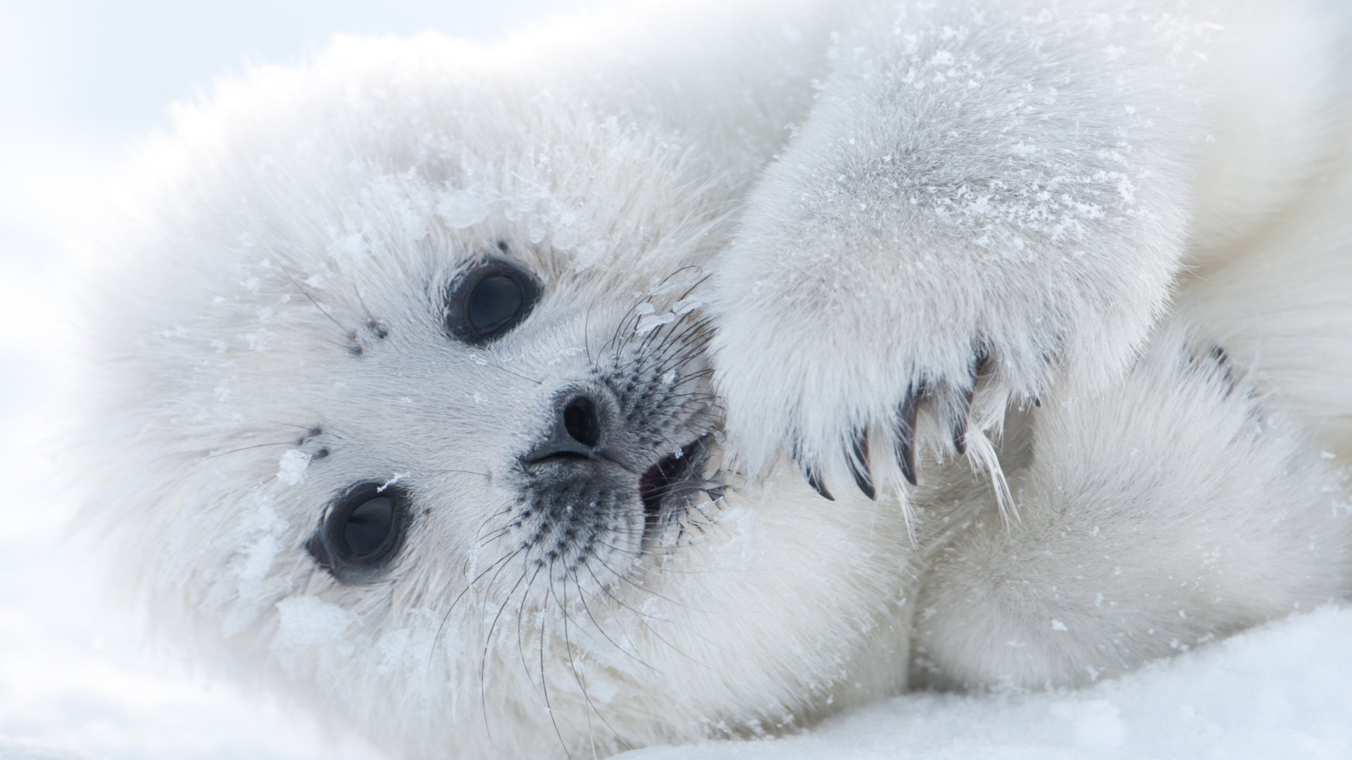 White Seal Pup Wallpaper