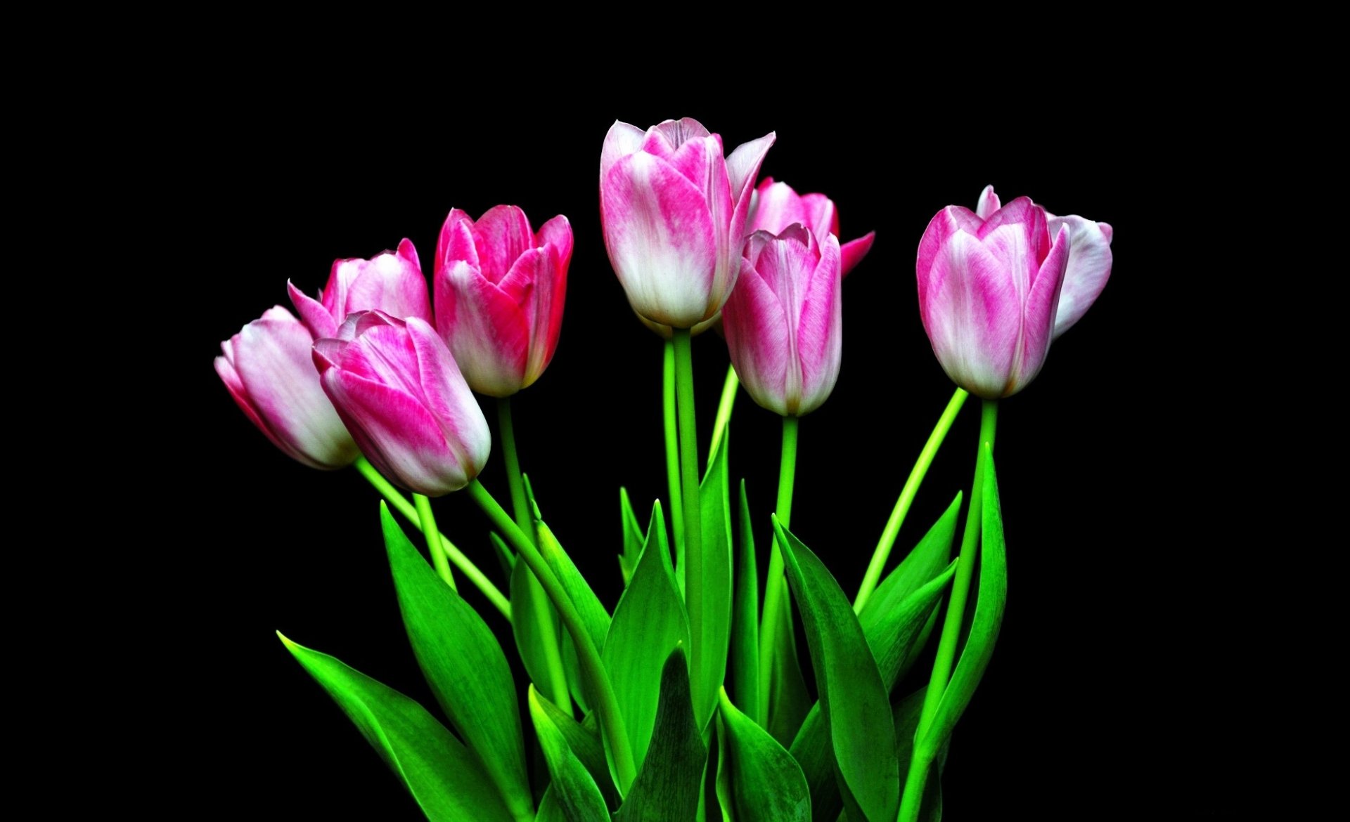 Download Flower Nature Tulip HD Wallpaper