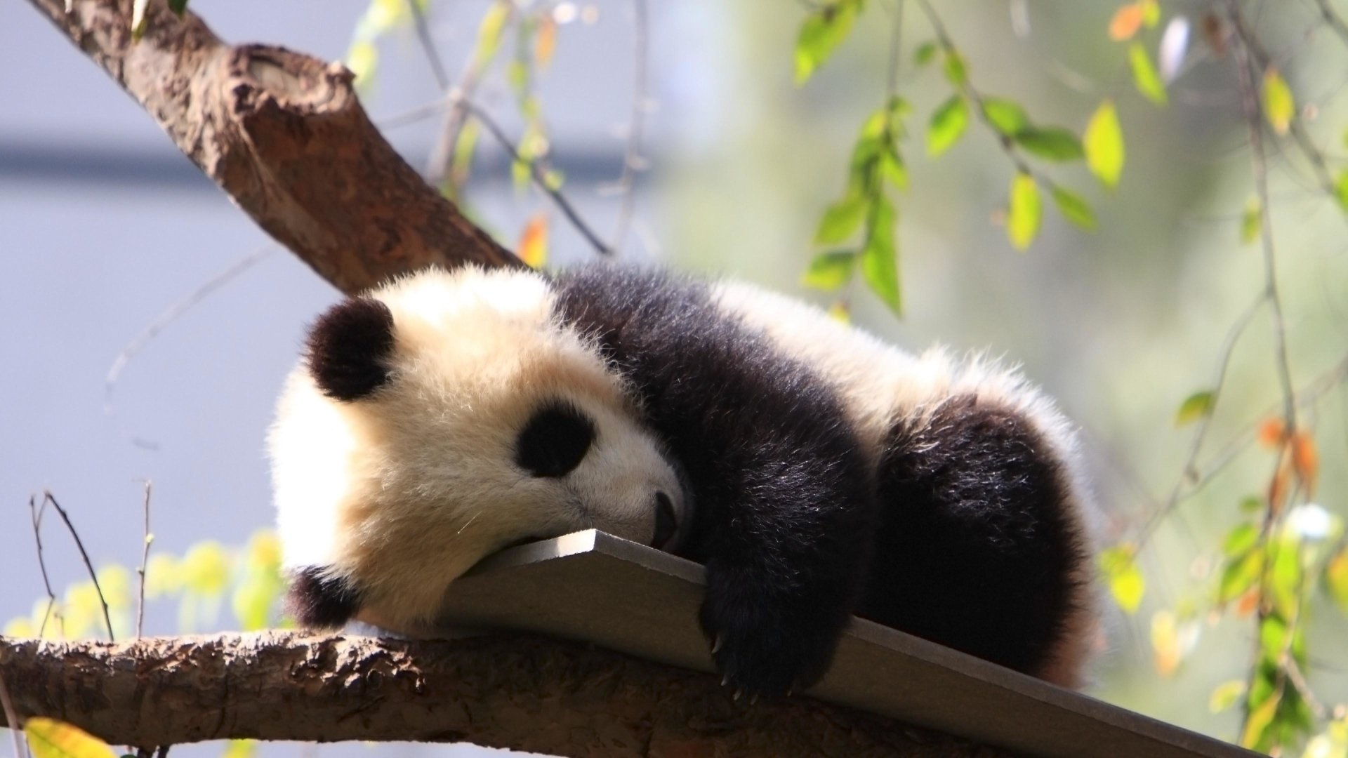 Baby Panda Sleeping Papel De Parede Hd Plano De Fundo 1920x1080 Id1014278 Wallpaper Abyss