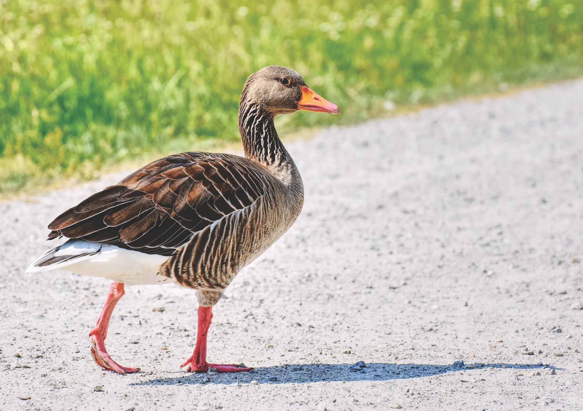 Download Bird Goose Animal Greylag Goose 4k Ultra HD Wallpaper by Alexas_Fotos