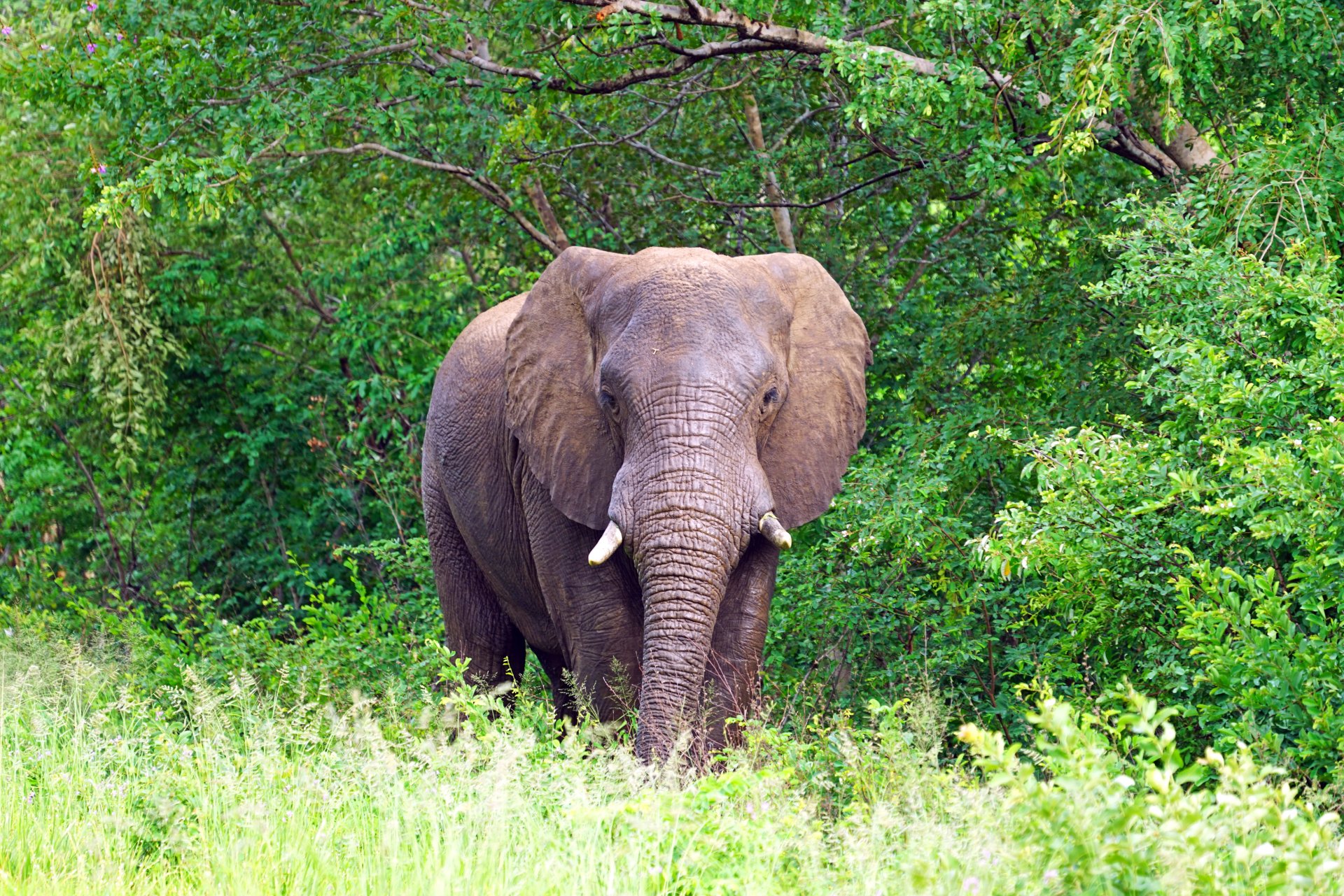 Download Animal African Bush Elephant 4k Ultra HD Wallpaper