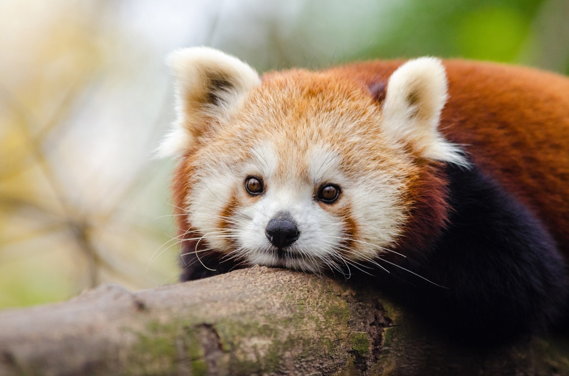 Download Animal Red Panda HD Wallpaper