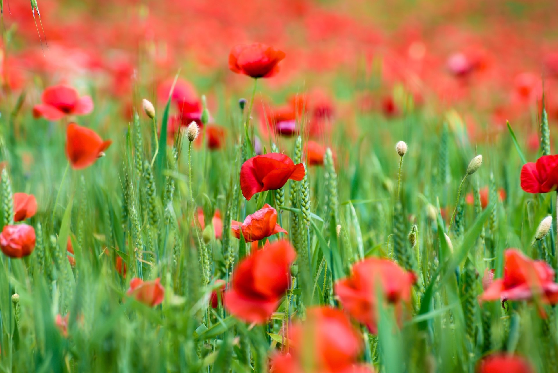 Download Close-up Red Flower Flower Summer Nature Poppy 4k Ultra HD ...