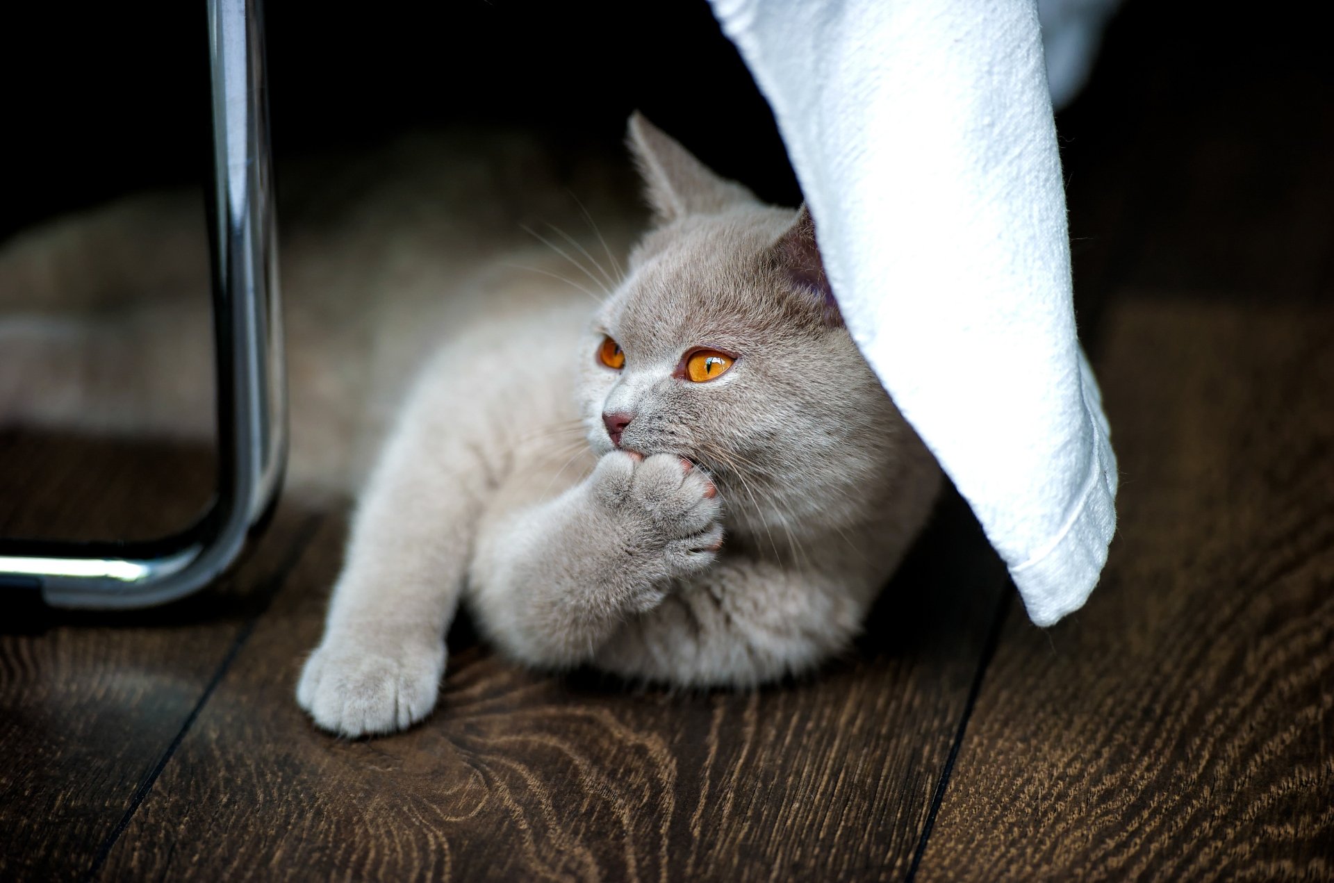 A close-up of a light gray cat with amber eyes resting on a wooden floor, captured in a 4K Ultra HD PC desktop wallpaper and background.