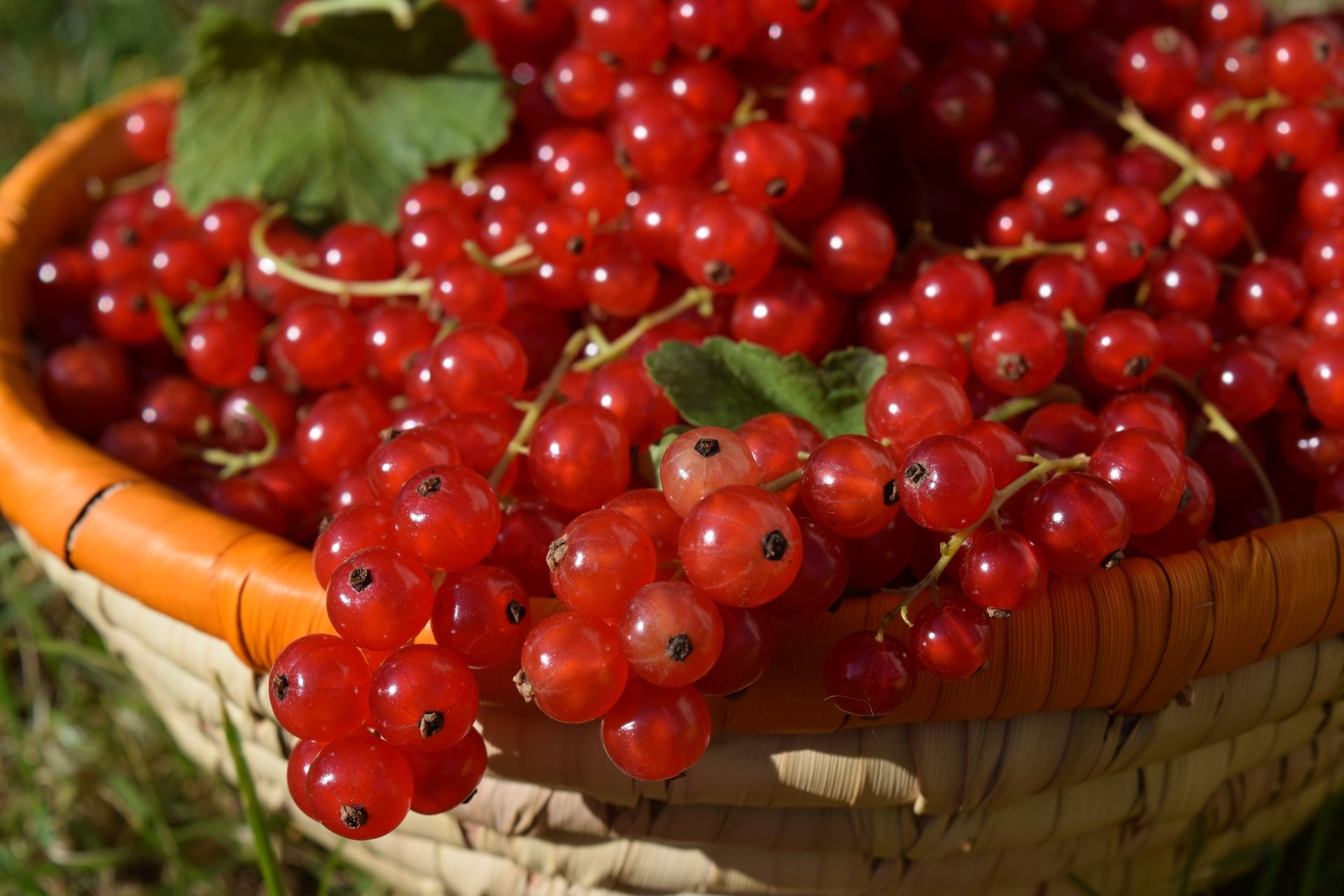 Download Berry Food Currants 4k Ultra HD Wallpaper
