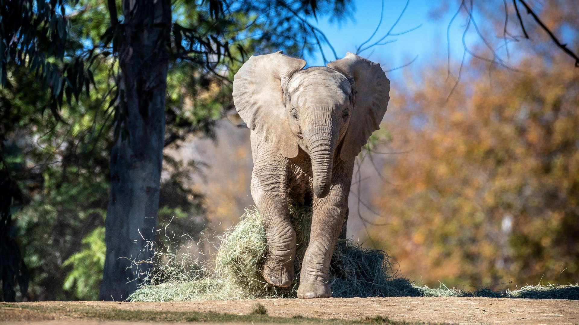 A baby African bush elephant walking toward the camera in a natural setting, captured in stunning 4K Ultra HD detail.