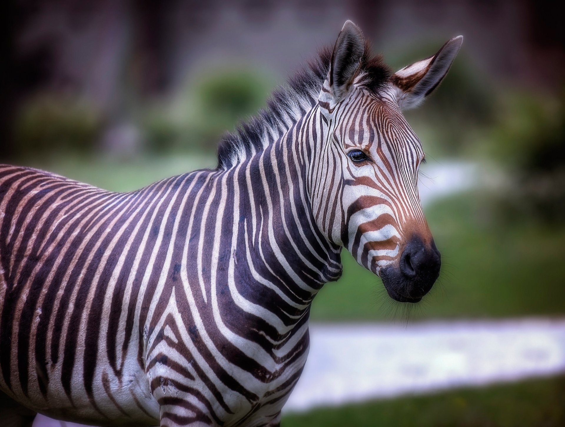 Animal Zebra HD Wallpaper