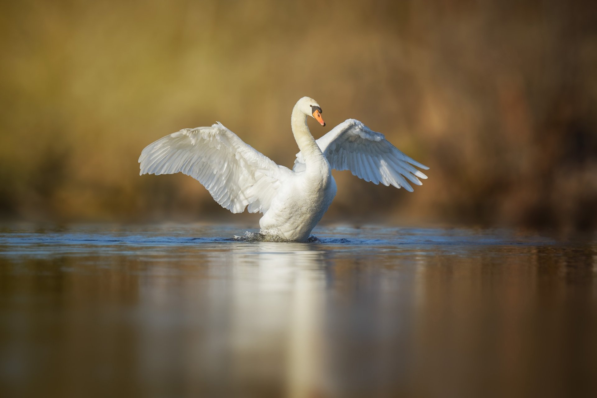 Animal Mute swan HD Wallpaper