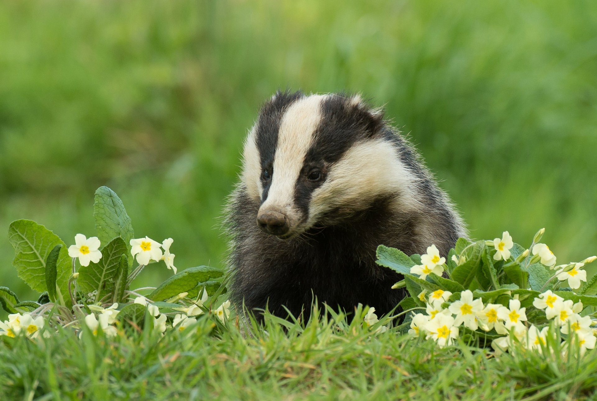 Download Animal Badger HD Wallpaper