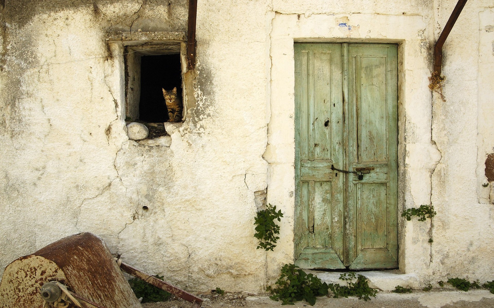A captivating HD desktop wallpaper featuring a cat peering from a window beside a rustic green door, framed by weathered walls and creeping vines.