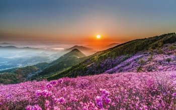 Flowers at Sunset