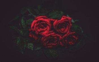 43 Dark Rose HD Wallpapers | Background Images - Wallpaper Abyss