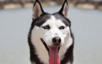 Siberian Husky HD Wallpaper | Background Image | 2560x1600 | ID:371112