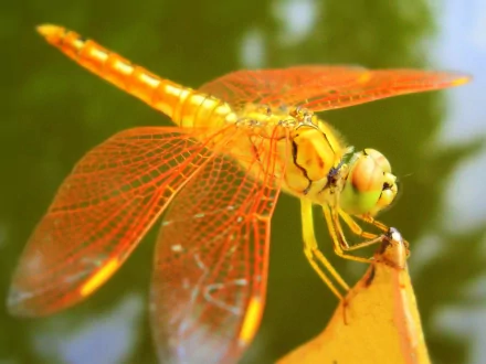 Macro close-up of a vivid orange dragonfly (animal) perched on a tip, its veined wings and compound eyes in sharp detail — 2K Quad HD PC desktop wallpaper background.