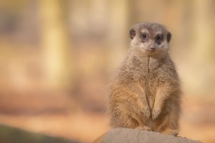 Close-up of a meerkat standing alert, captured in 4K Ultra HD as a striking PC desktop wallpaper and background.