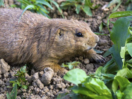 nature Animal groundhog HD Desktop Wallpaper | Background Image