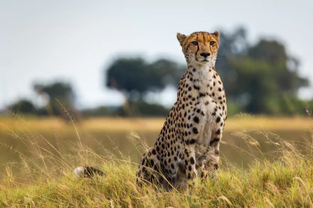 Animal cheetah HD Desktop Wallpaper | Background Image