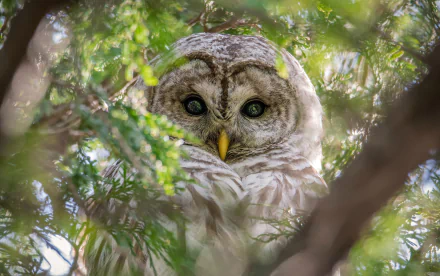 bird owl Animal Great grey owl HD Desktop Wallpaper | Background Image