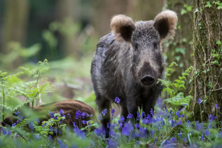 HD PC desktop wallpaper showing a wild boar standing among purple wildflowers in a forest setting.
