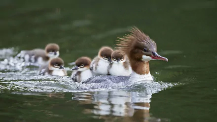 A common merganser duck with several ducklings swimming closely behind on calm water, captured in HD quality for desktop wallpaper and background.