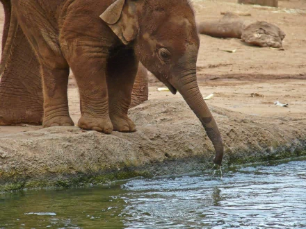 A young Asian elephant curiously touching the water with its trunk at the edge of a pond, creating a serene and captivating scene for an HD desktop wallpaper.