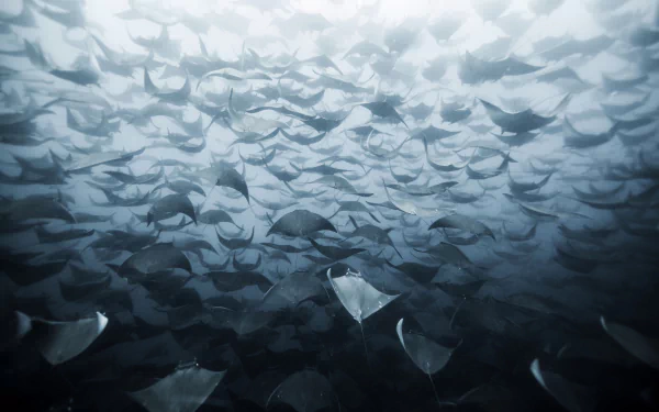 underwater sea life Animal manta ray HD Desktop Wallpaper | Background Image