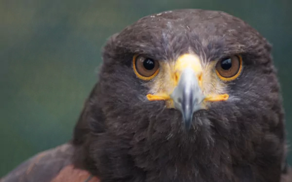 eagle Animal golden eagle HD Desktop Wallpaper | Background Image