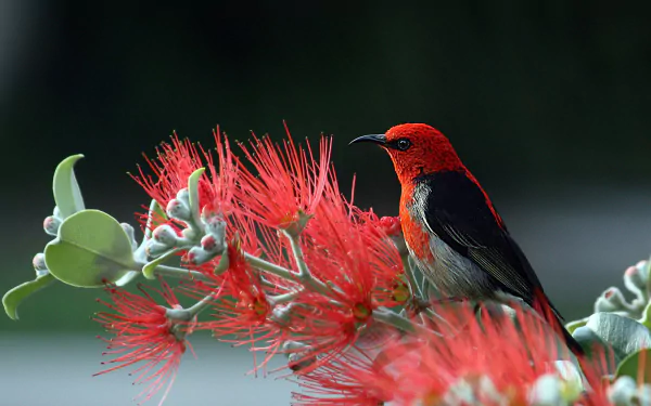 A vibrant HD desktop wallpaper featuring a scarlet myzomela, also known as a scarlet honeyeater, perched among striking red blossoms.