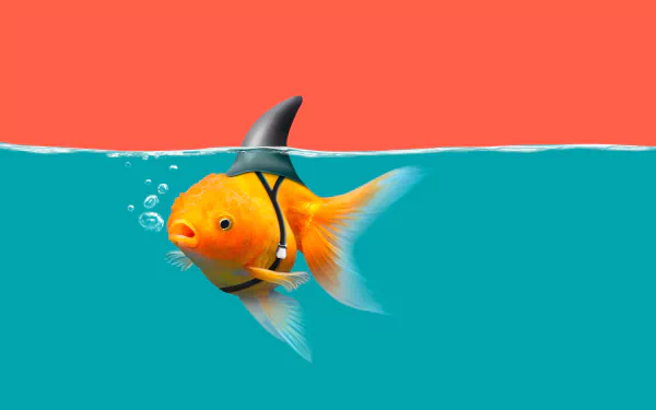 goldfish funny fish HD Desktop Wallpaper | Background Image