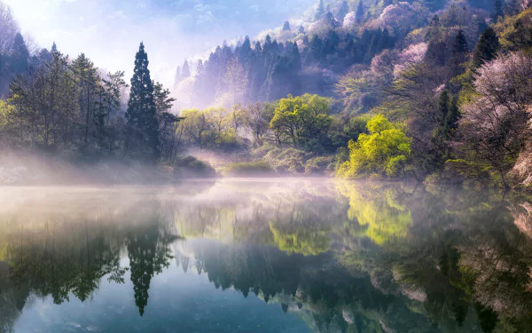 HD desktop wallpaper showcasing a serene lake surrounded by misty trees and lush greenery in a tranquil natural setting.