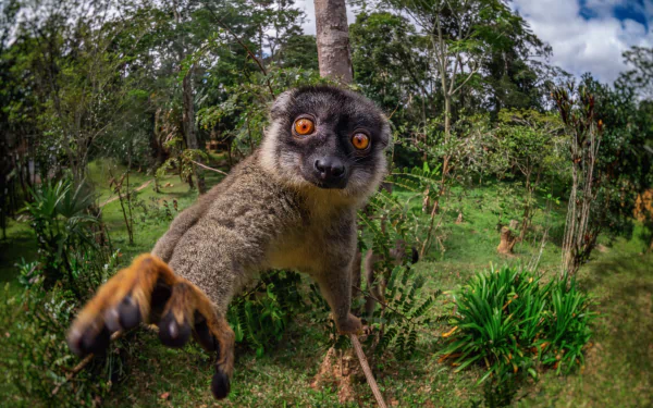 Close-up lemur reaching toward the camera in a lush forest — primate/monkey animal rendered in vivid detail as a 5K Ultra HD PC desktop wallpaper background.