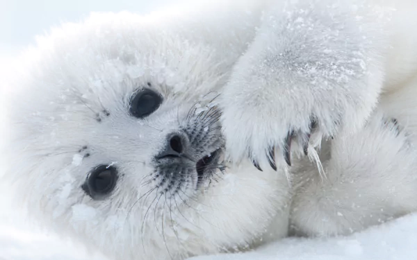  Baby White Seal