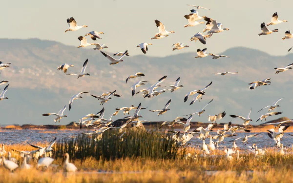 flock of birds Animal bird HD Desktop Wallpaper | Background Image