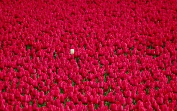 Nature Tulip Flowers Flower Pink Flower HD Wallpaper | Background Image