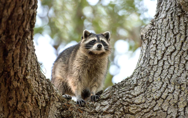 HD desktop wallpaper featuring a raccoon perched on a tree branch with a bokeh background of green foliage.