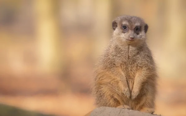 Close-up of a meerkat standing alert, captured in 4K Ultra HD as a striking PC desktop wallpaper and background.