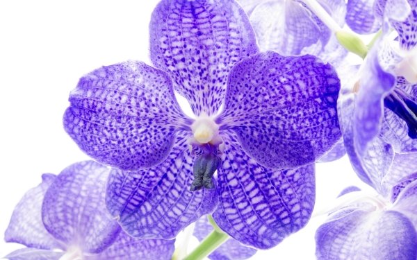Nature Orchid Flowers Flower Purple Flower HD Wallpaper | Background Image