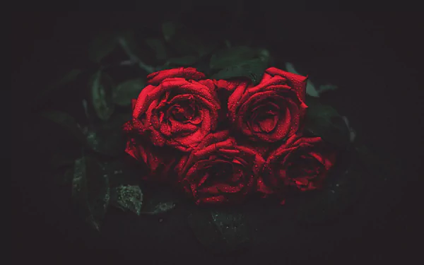  Dark Roses