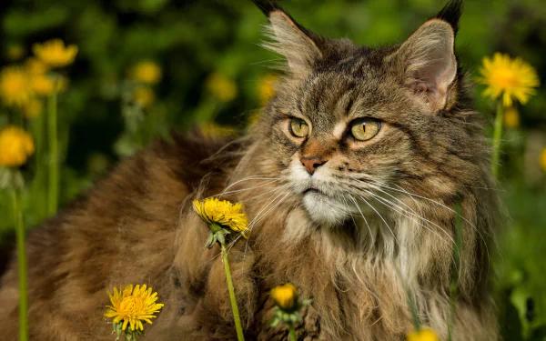 A majestic Maine Coon cat rests among vibrant yellow dandelions in a lush green field, captured in HD for a stunning desktop wallpaper background.