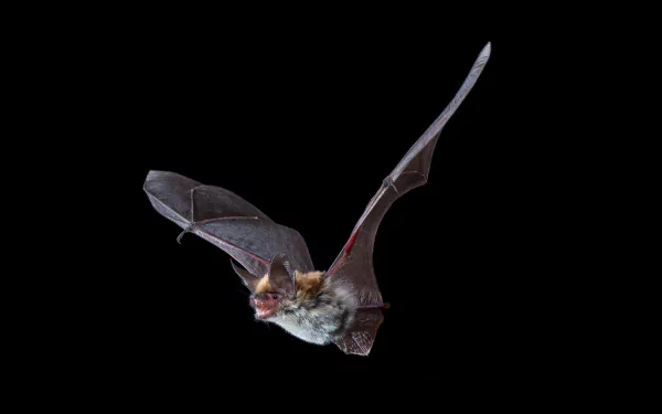 HD PC desktop wallpaper featuring a close-up of a bat in flight against a black background, showcasing its wings and detailed fur.
