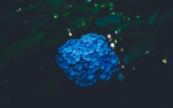 A vibrant blue hydrangea bloom set against dark green foliage, captured in stunning 4K Ultra HD for a crisp nature-inspired PC desktop wallpaper.