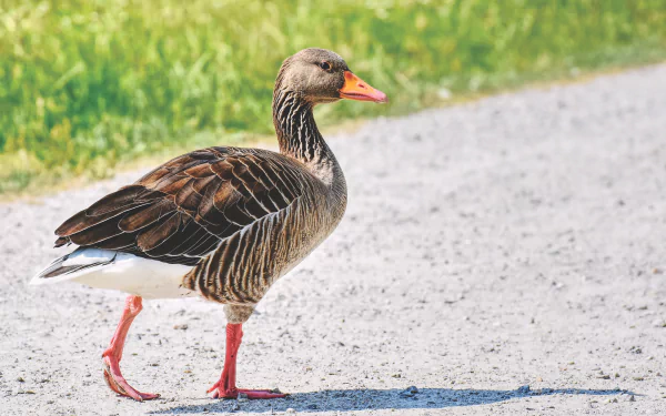 bird goose Animal Greylag Goose HD Desktop Wallpaper | Background Image
